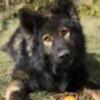 Working line Import GERMAN SHEPHERDS