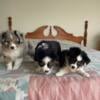 3 Very Nice Miniature Australian Shepherd puppies are ready to go to their FOREVER homes.