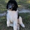 Goldendoodle Gorgeous Black & White Male Parti Puppy-Cooper 