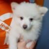 2male Pomeranian puppies