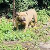 Small female pocket bully