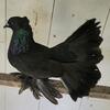 Miniature Indian Fantai pigeons