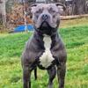 Adult male classic bully available for pet home only