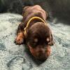 Adorable Doberman puppies