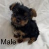 CKC Yorkie Puppies