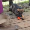 AKC Sable Male born May 16, 2026
