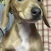 Dachshund Pups