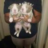 Adorable pittbull puppies for sale