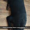 Rott stud 