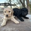 Goldendoodles, New Prague MN
