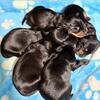 dachshunds puppies