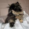 Beautiful Exotic kittens 