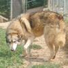 Stunning Timber Dogs ( only 25% wolf)