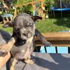 Frenchie x micro bully puppies