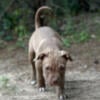 Cane Corso American Bull Dog