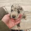 AKC Great Dane Puppies