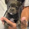 CKC Long Hair Applehead Chihuahua Puppies