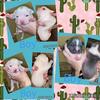 American Pocket Bullies
