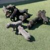 4 WEEK OLD AKC REGISTERED FULL BLOOD CANE CORSO PUPPIES