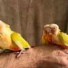 Sun cheek conures on 3 feedings a day