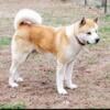 Akita puppies, Delivery and meeting Available