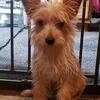 Beautiful Yorkie Boy