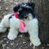 Luxurious schnauzers puppy available in various colors