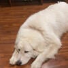 7 year old Great Pyrenees looking for new home