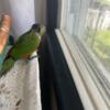 baby black capped conure dna male