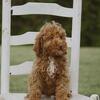 Miniature Poodle