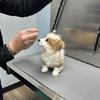 Pembroke Welch Corgi Male 