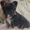 $1,590 Fluffy Black and Tan Falk - beautiful French Bulldog puppy for sale.