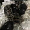 8 Week Old Baby Dwarf Hamsters!