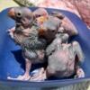 Indian Ringneck Parrot Babies