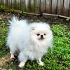 Pomeranian White Male (Rehome)
