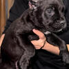 Cane Corso Puppies