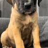 American Mastiff & English bull mastiff