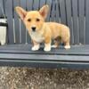 AKC Pembroke Welsh Corgi Puppies