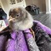 Brahma x Easter Eggers