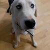 Maremma Sheepdog (mom) x Mix (Lab, Germn Shepherd, Husky, Retriever mix)
