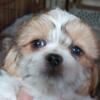 Malshi (Shih tzu x Maltese).  4 females and 1 white male.  $750 or make an offer.