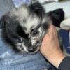 RARE FEMALE BLUE MERLE Pomeranian Puppy