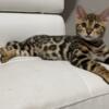 Bengal kittens for sale