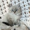 Purebred Siberian Kittens - Hypoallergenic