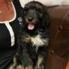 Pyredoodle puppy needing a home