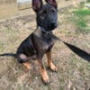 Full Bred Belgian Malinois MICROCHIPPED & WITH PAPERS for Rehoming 