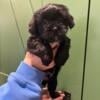 Adorable Shorkie Puppies - Ready October 1st