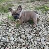 Male frenchie!!