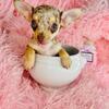 Chihuahuas, Poodles, Pomeranians, Malteses  & Teacup Puppies
