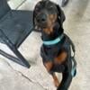 Female Doberman available